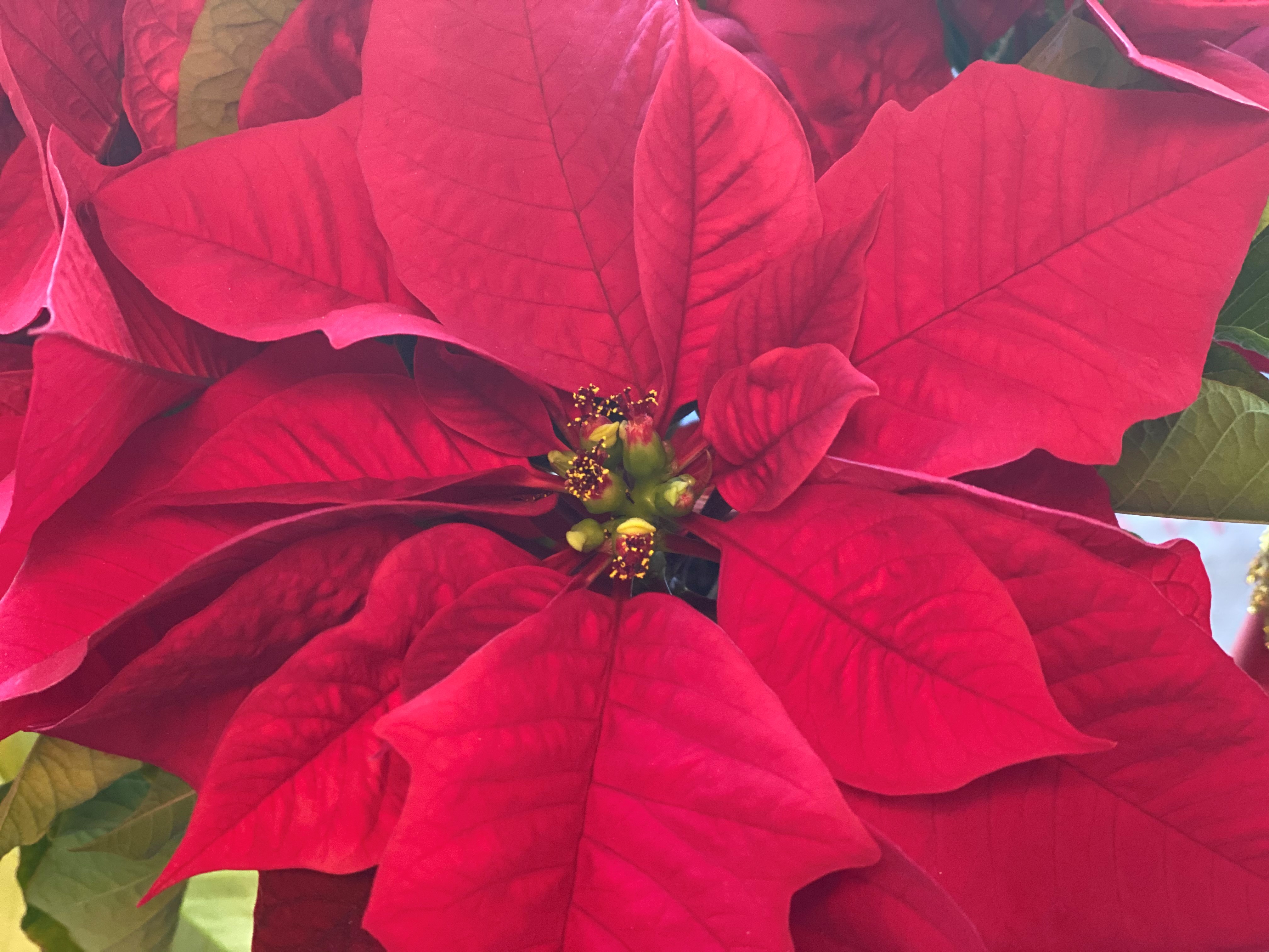 The gorgeous red color on poinsettias .jpg thumbnail